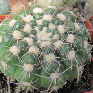Notocactus    uebelmannianus