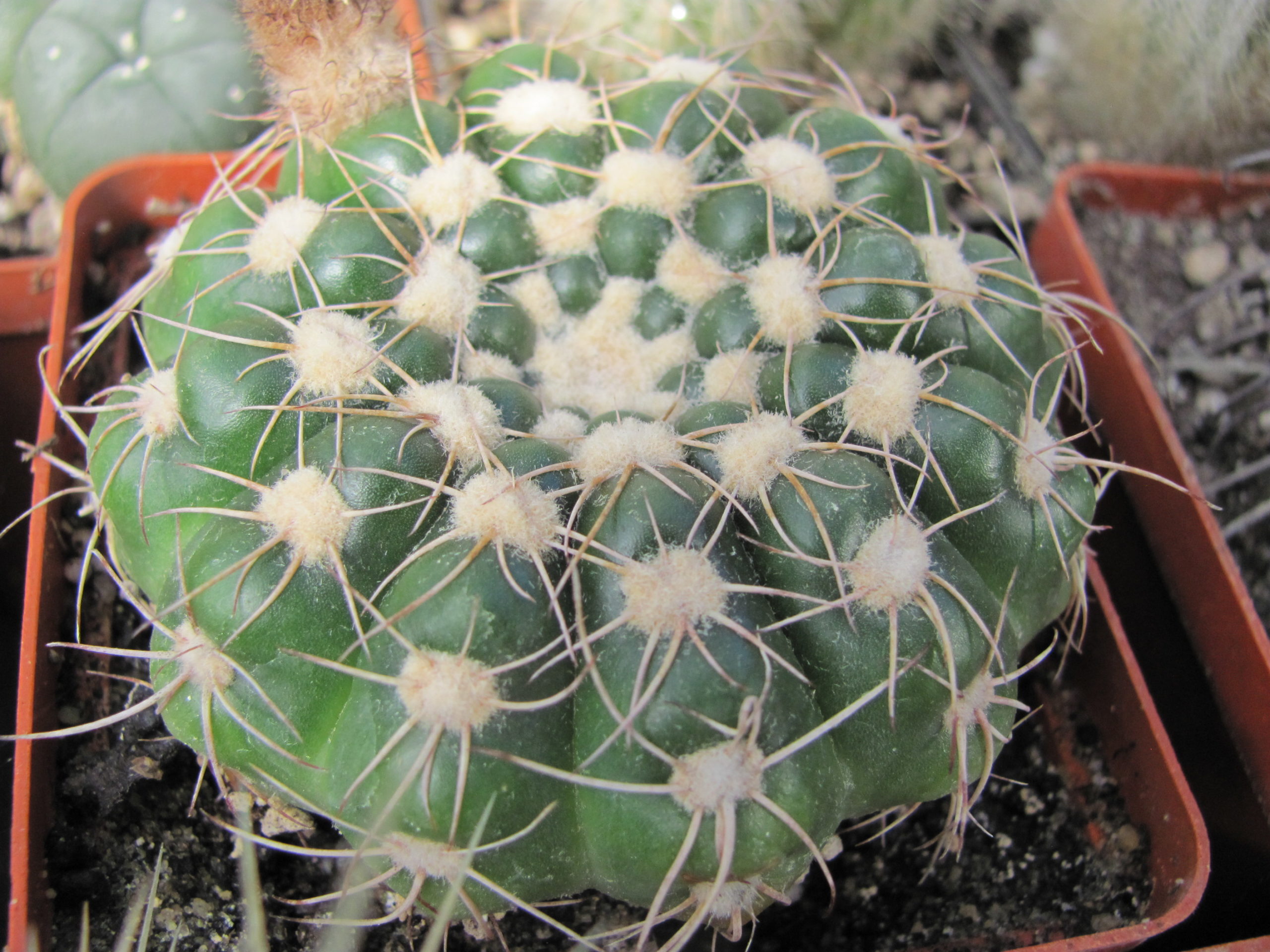 Notocactus    uebelmannianus