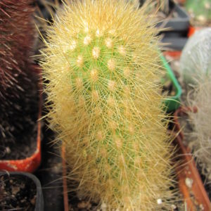 Haageocereus    chosicensis