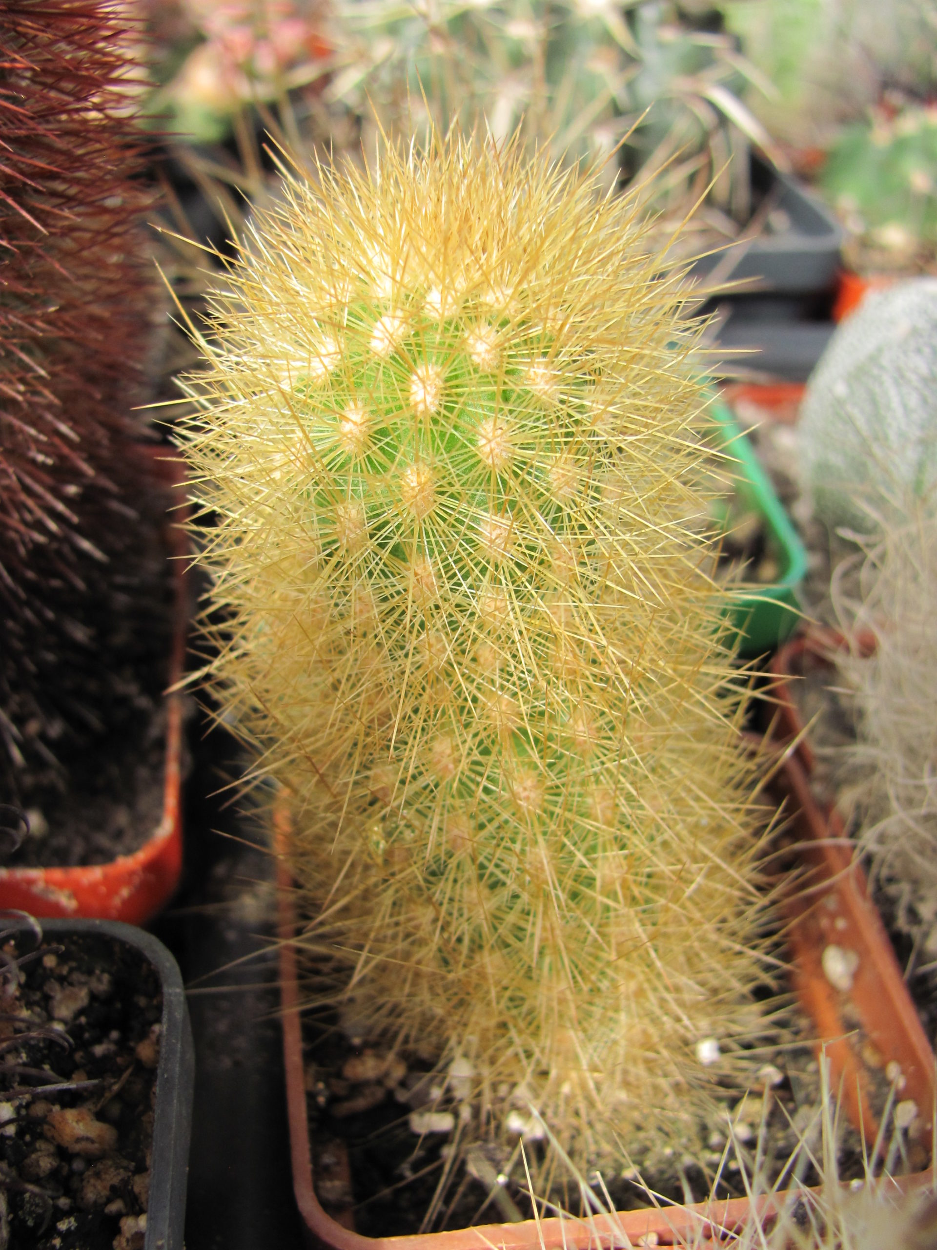 Haageocereus    chosicensis