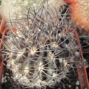 Pyrrhocactus   taltalensis