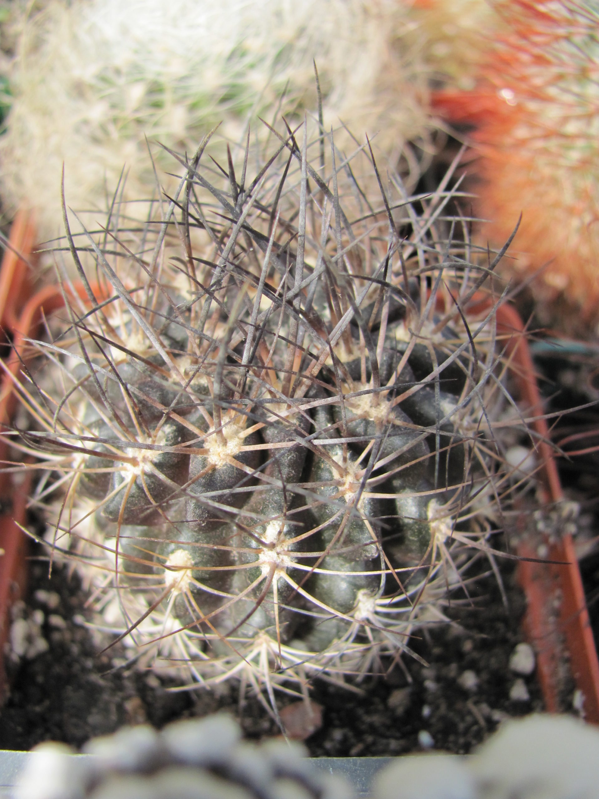 Pyrrhocactus   taltalensis