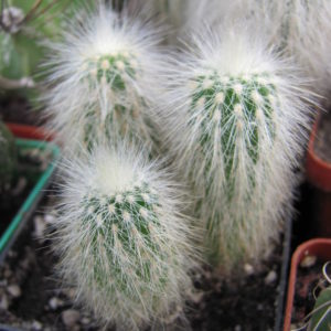 Cleistocactus   strausii