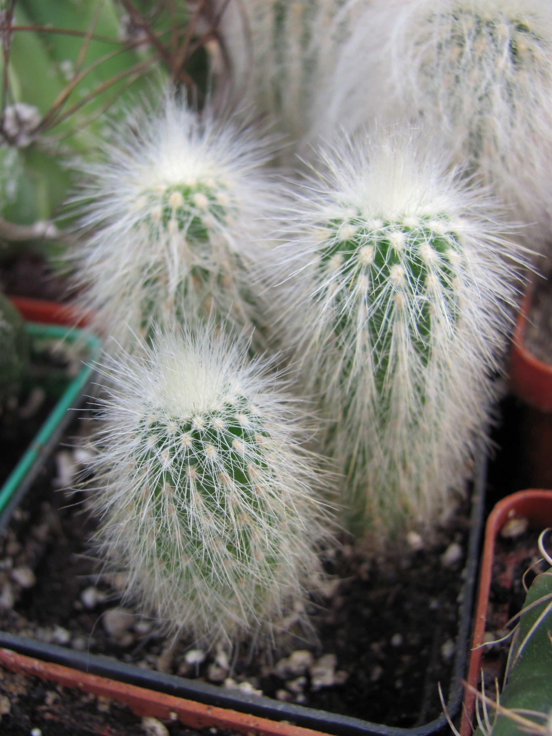 Cleistocactus   strausii