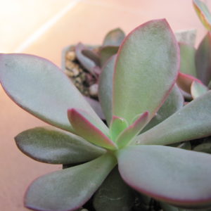 Echeveria Hanaikada   ( Korea )