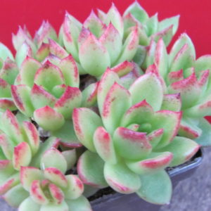 Echeveria  Gilva