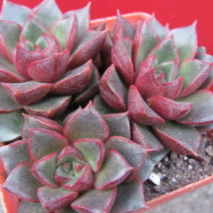 Echeveria  purpusorum  Red    3 разом