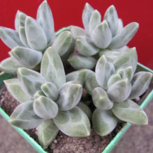 Pachyphytum   compactum   Blue