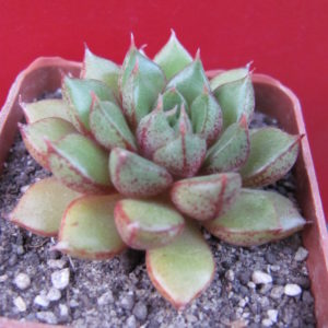 Echeveria  hybr.