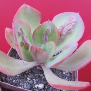 Echeveria   Baron Bold