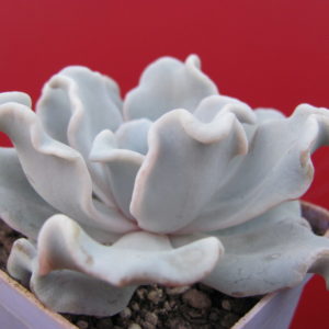 Echeveria   *Crispate Beauty*