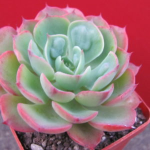 Echeveria   Raindrops