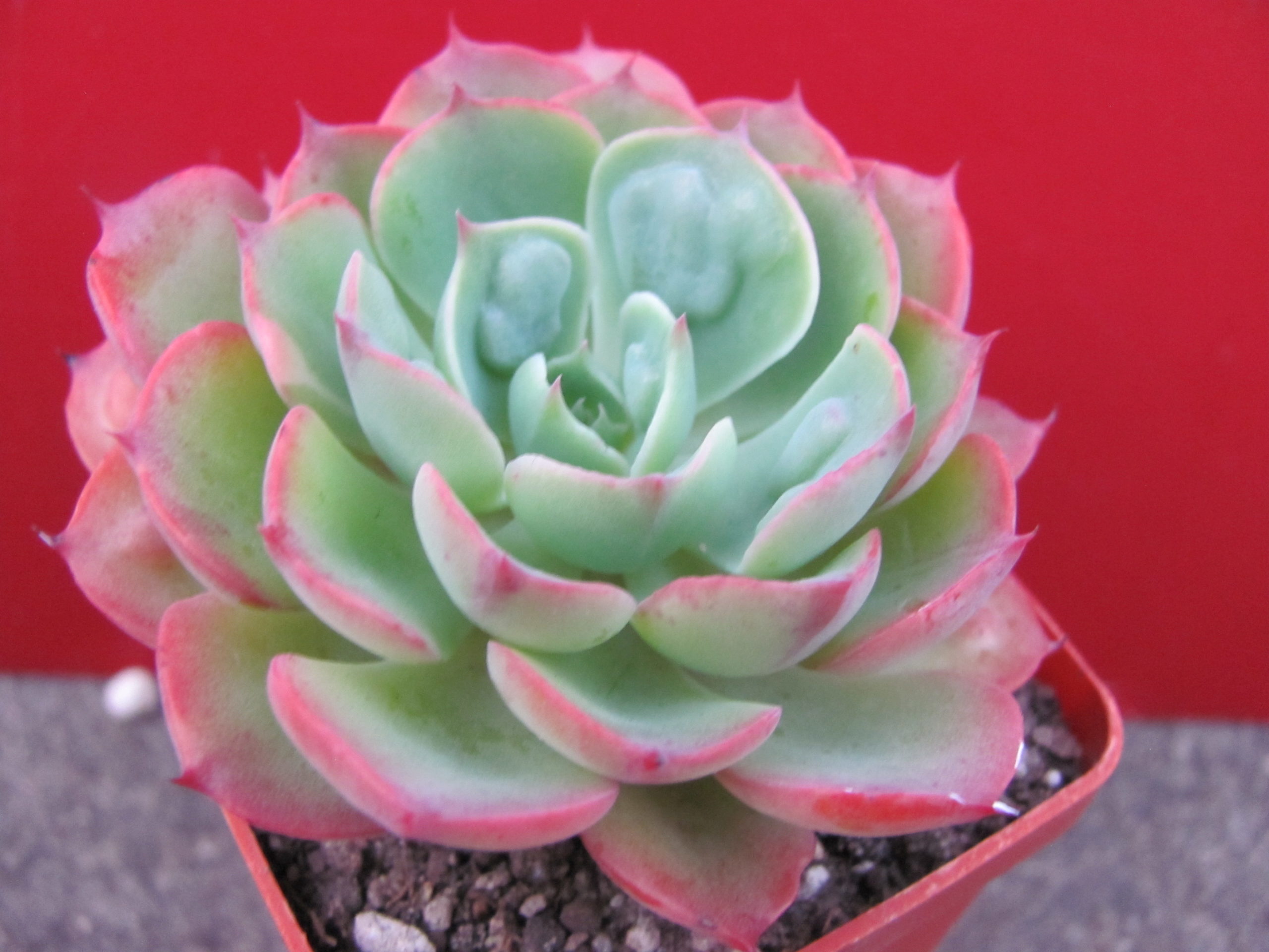 Echeveria   Raindrops