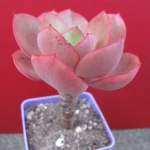Echeveria Suyon