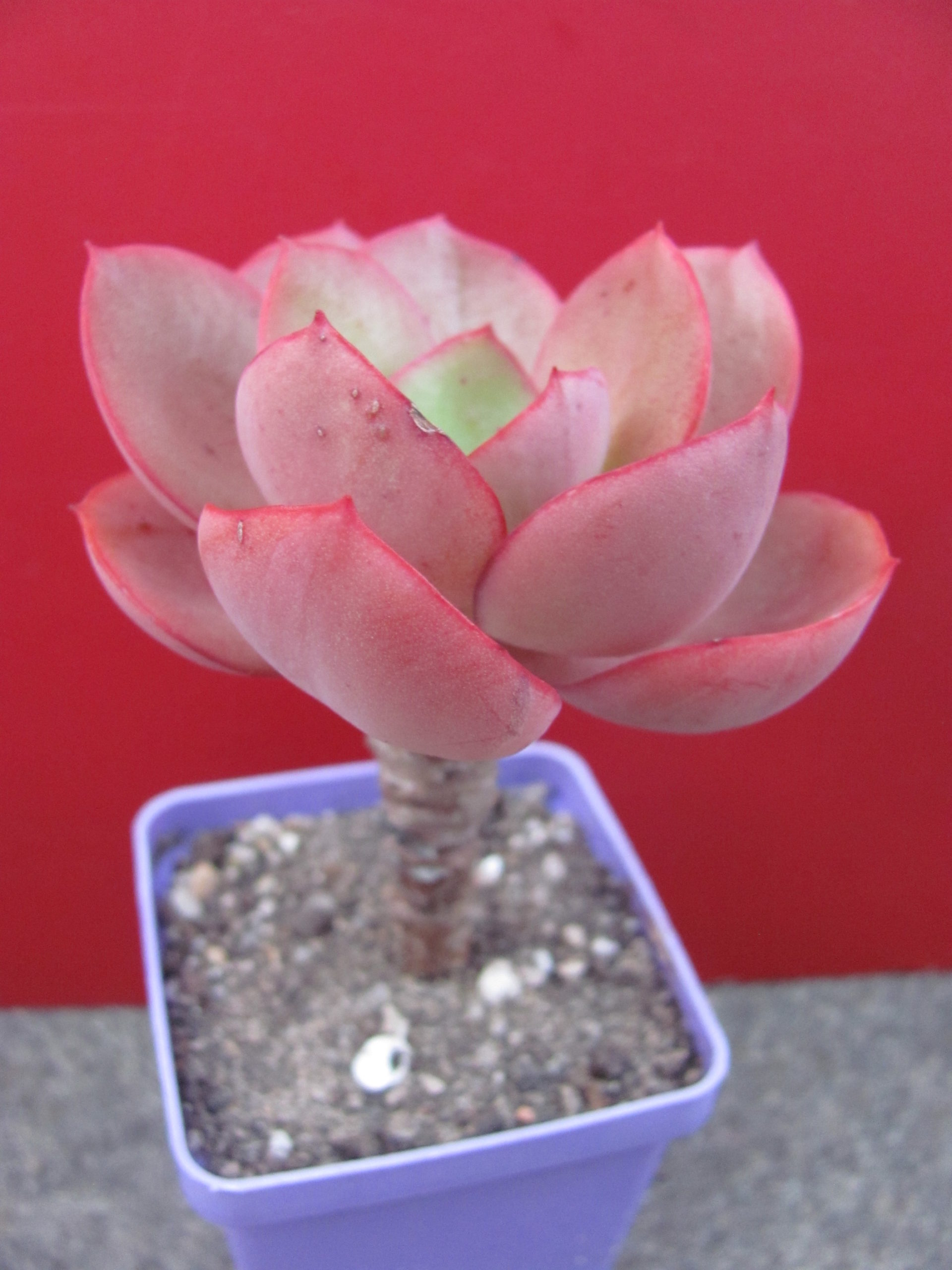 Echeveria Suyon