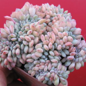 Echeveria  Fantasia Carol cristata