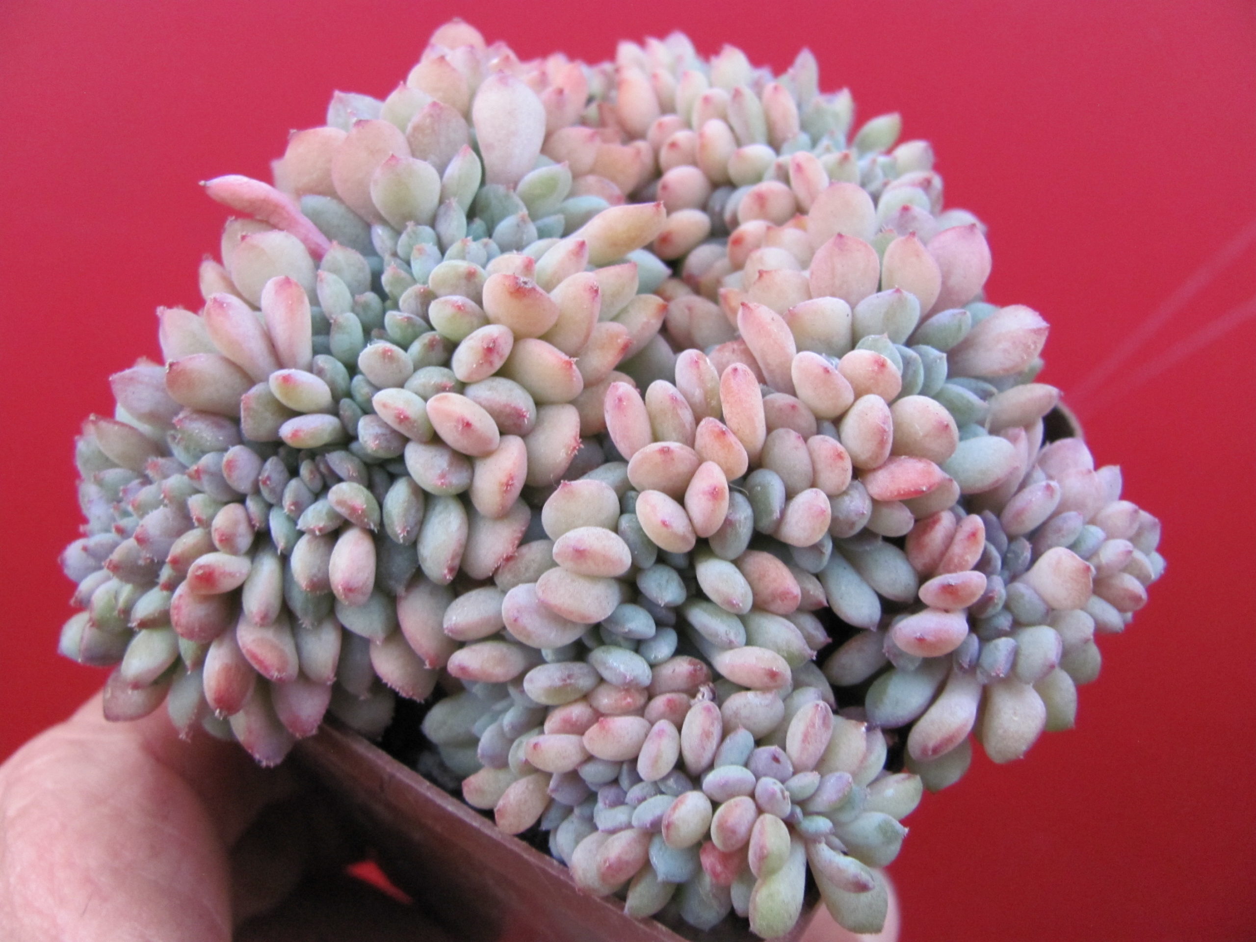 Echeveria  Fantasia Carol cristata