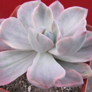 Echeveria  Mrs.  Richards variegata