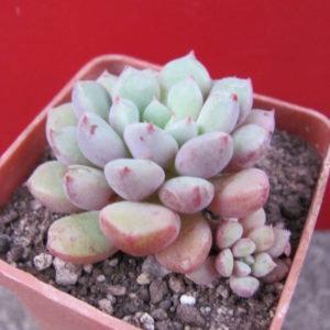 Echeveria    hybr.