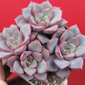 Echeveria   purpusorum  Blue      hybr.