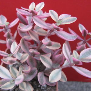 Crassula volkensii variegata