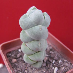 Crassula plegmatoides