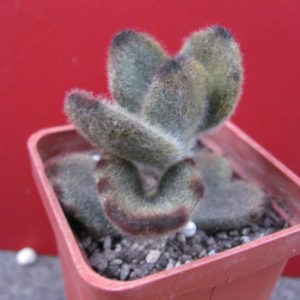 Kalanchoe tomentosa *Teddy  Bear*