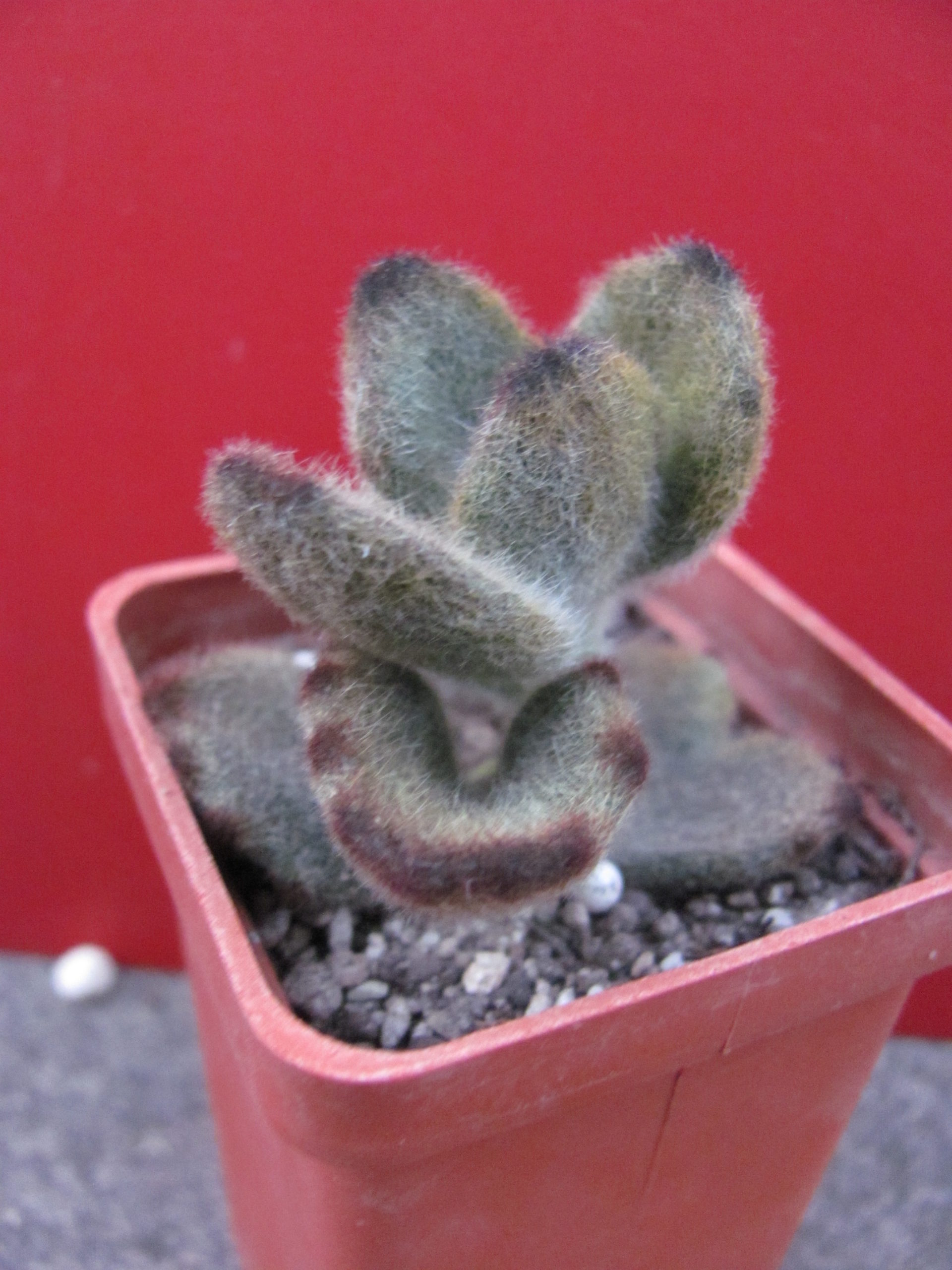 Kalanchoe tomentosa *Teddy  Bear*