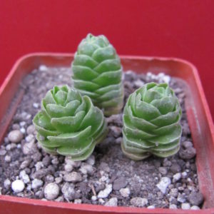 Crassula Emerald
