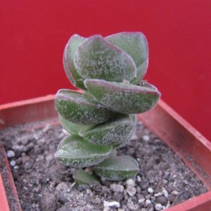 Crassula   *Jade Tower*