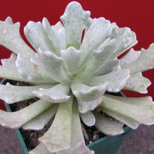 Senecio scoposus addoensis