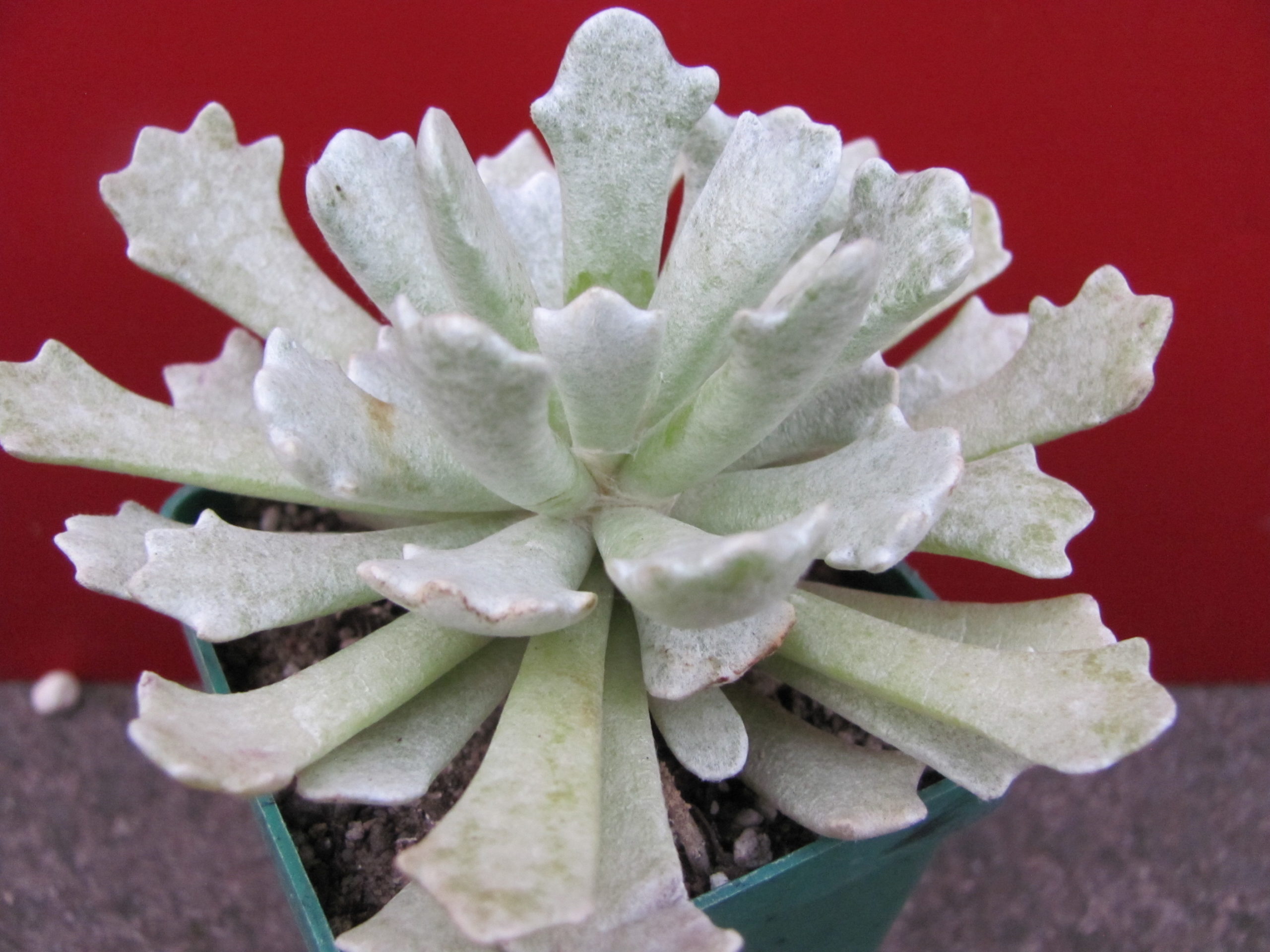 Senecio scoposus addoensis