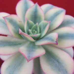 Aeonium  Florescens variegata