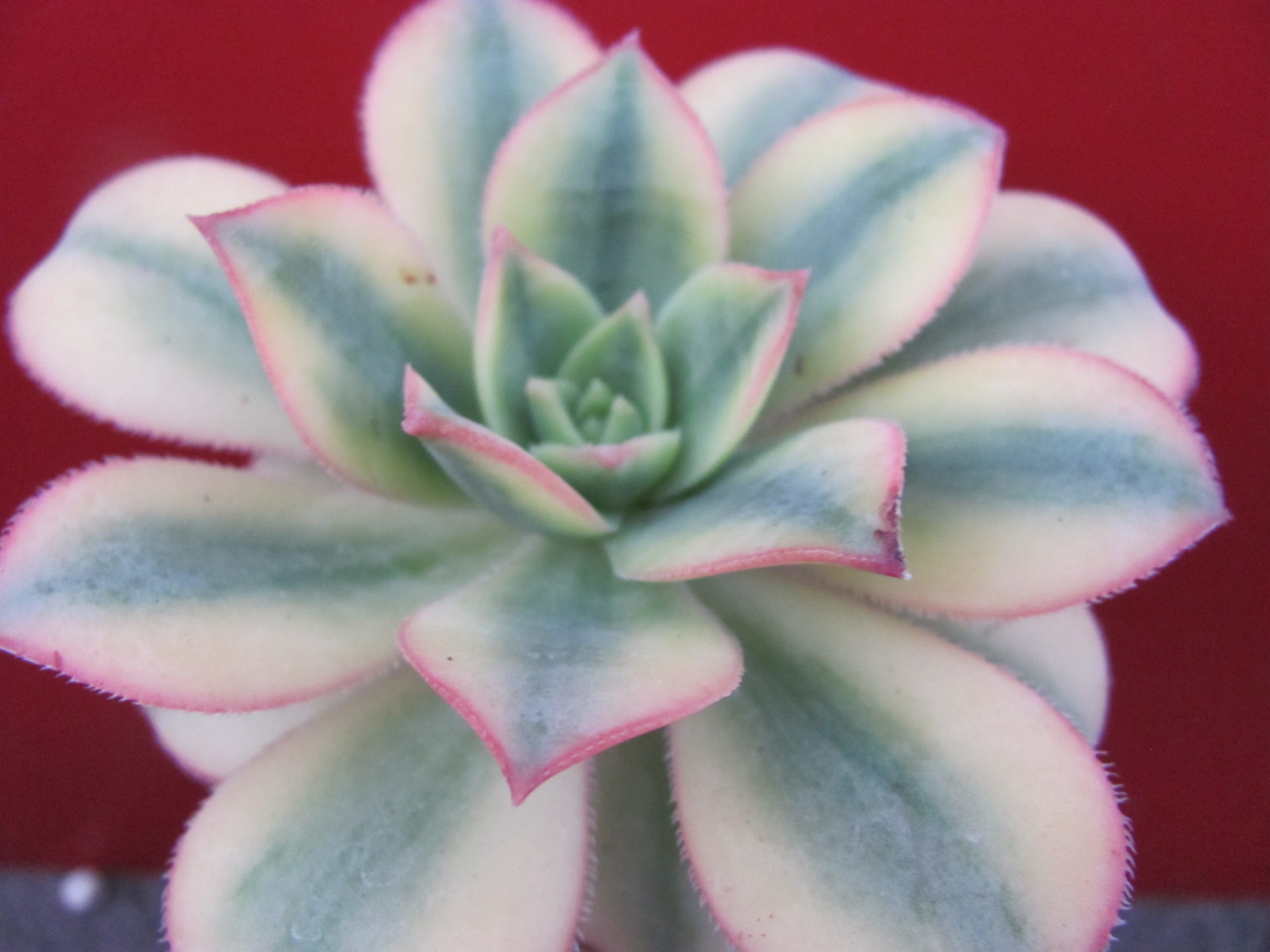 Aeonium  Florescens variegata