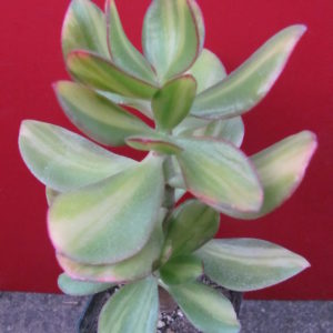 Crassula Solana