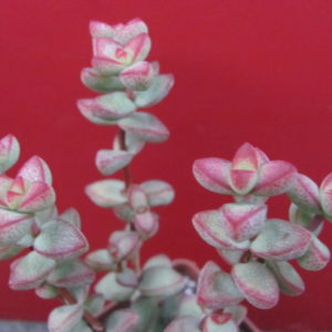 Crassula laginosa