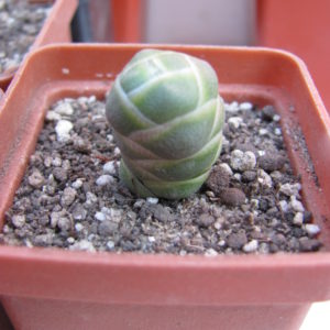 Crassula barklyi