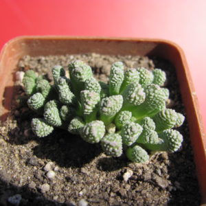 Neohenricia sibbettii