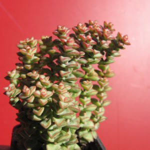 Crassula   rupestris