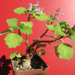 Plectranthus ernstii