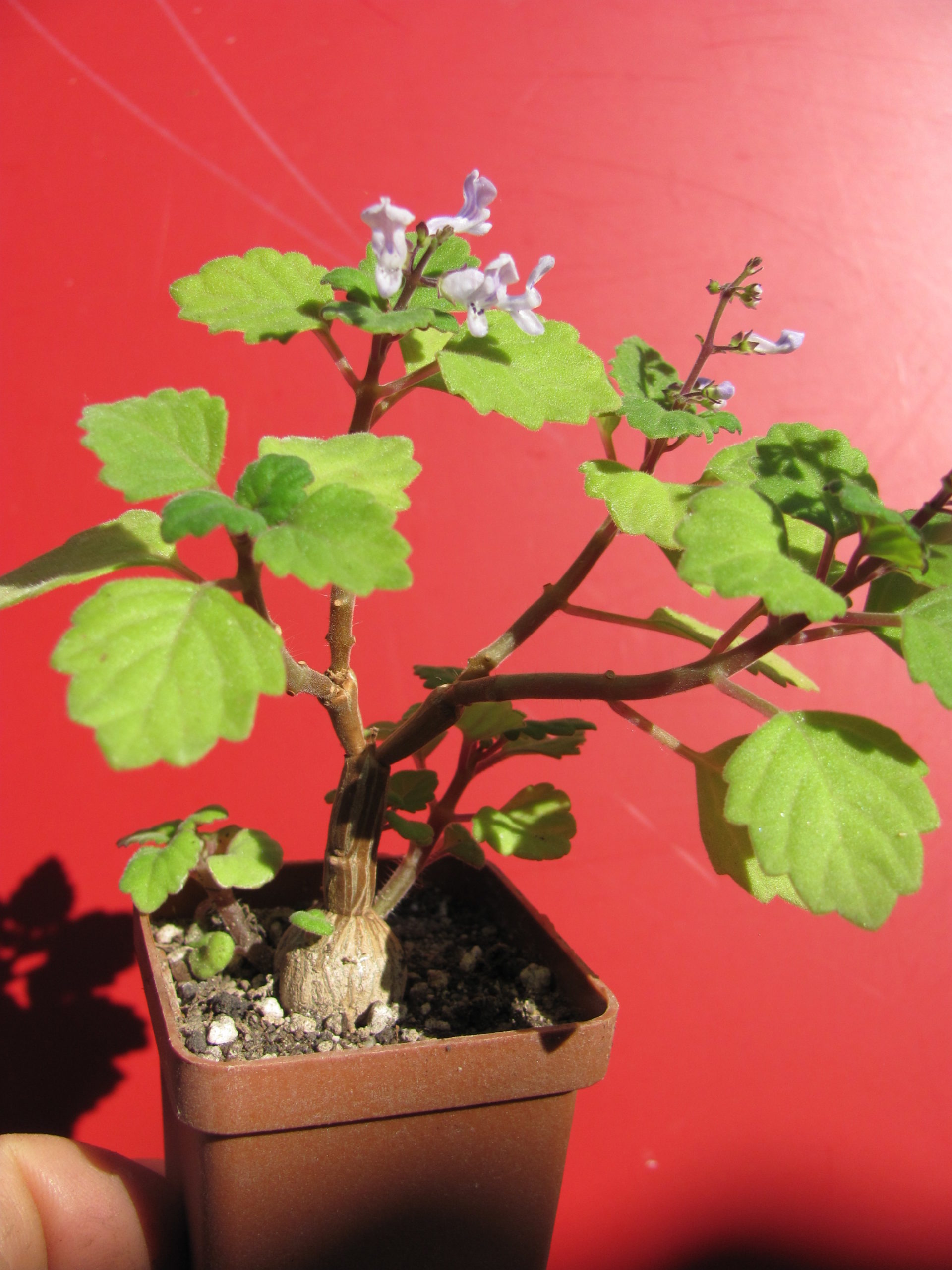 Plectranthus ernstii