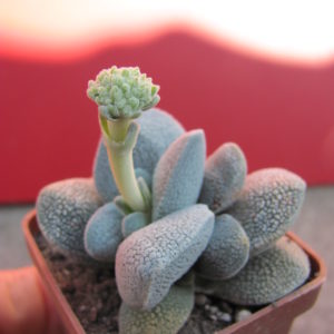 Crassula   tecta