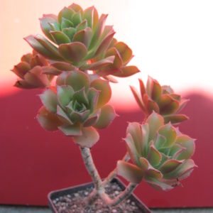 Aeonium