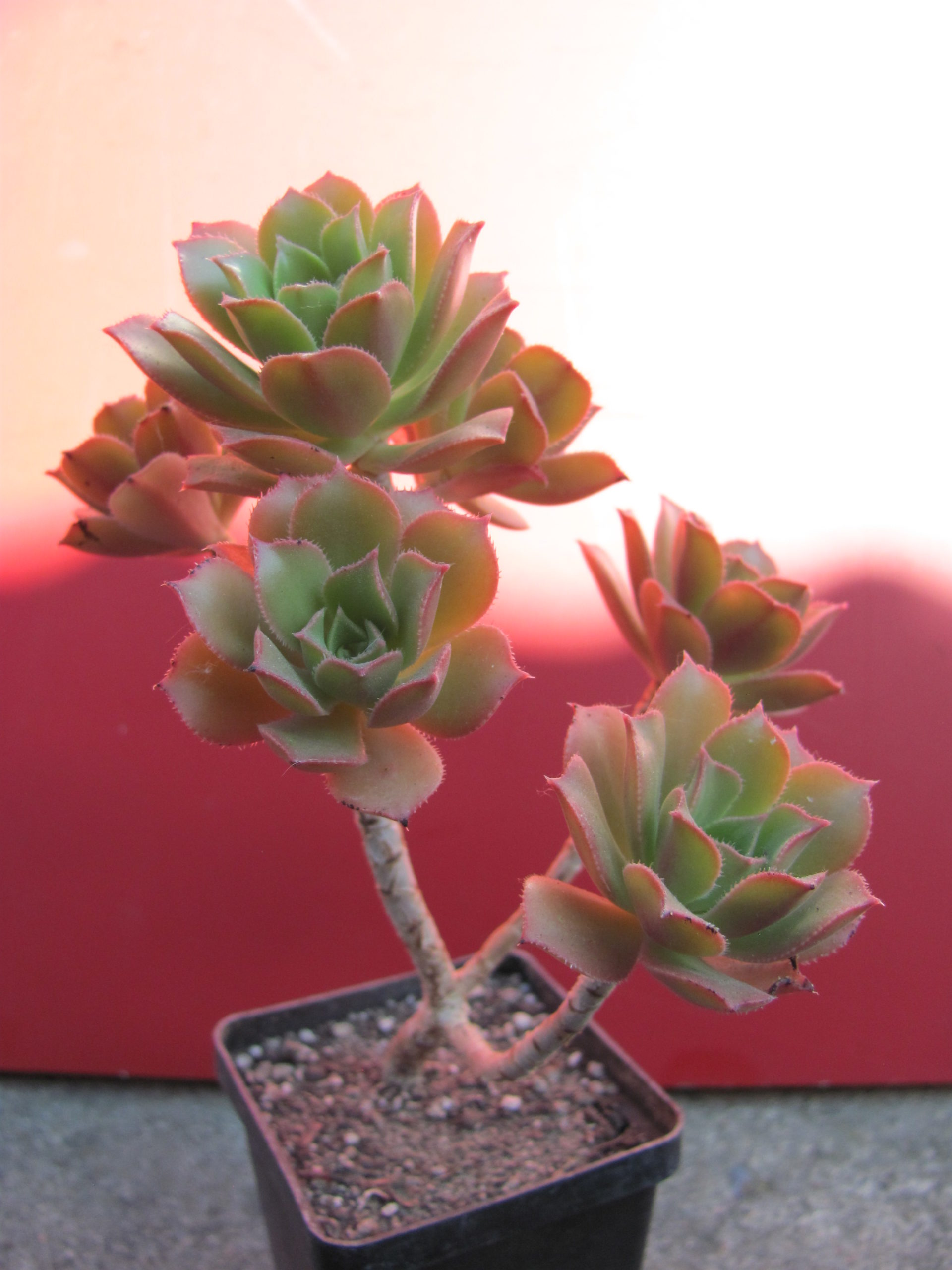 Aeonium