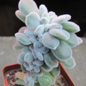 Echeveria Frosty cristata