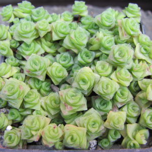 Crassula socialis
