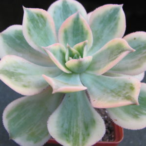 Aeonium   Sunburst variegata