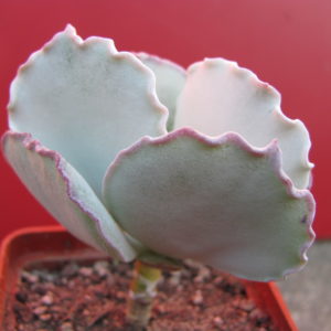 Cotyledon undulata Red