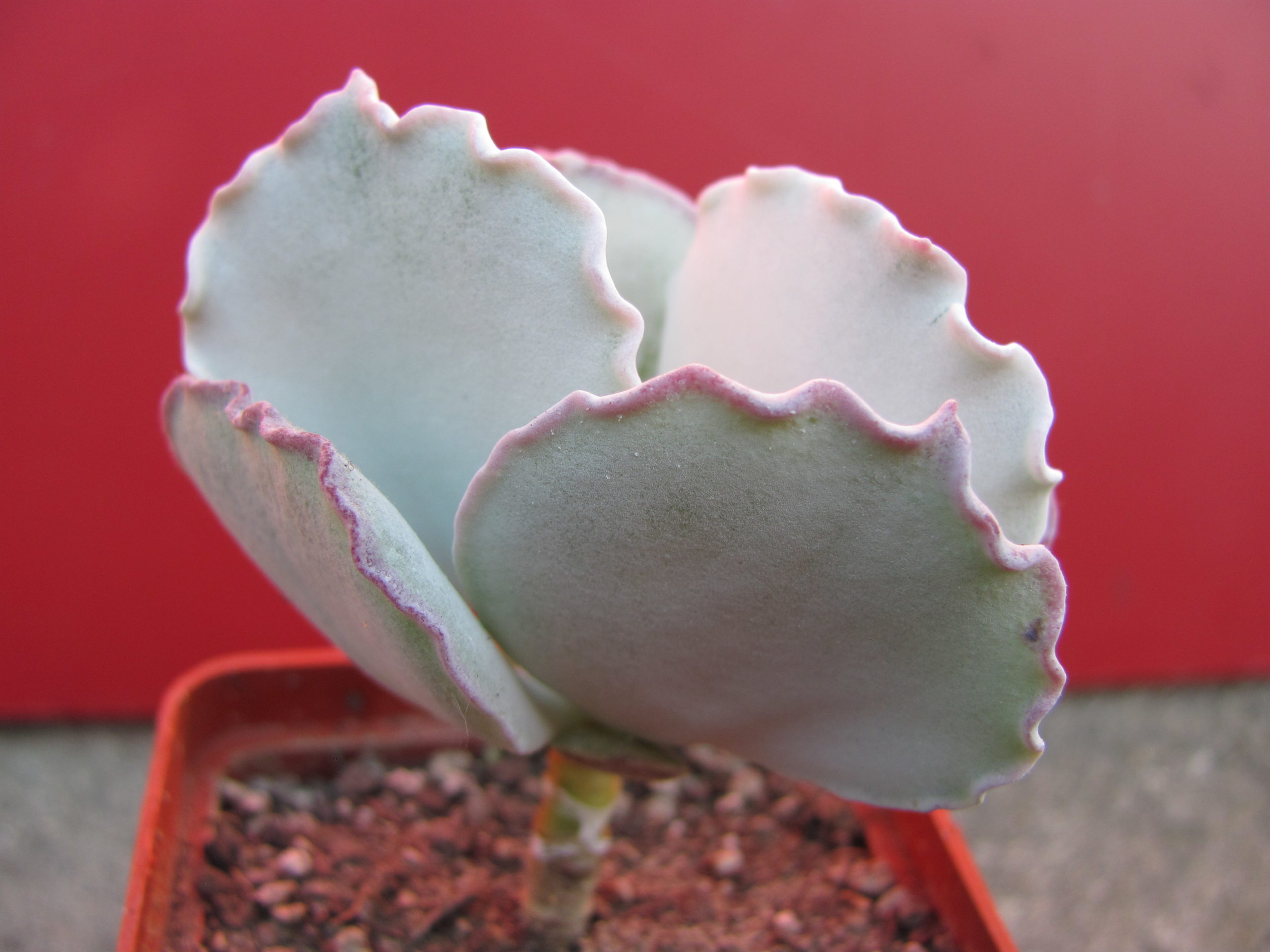 Cotyledon undulata Red