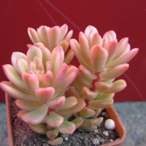 Sedum  *Jouce Tulloch*   variegata